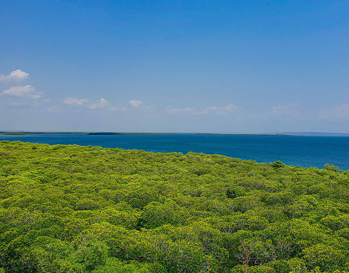 Pemba Ngezi Rain Forest Tour